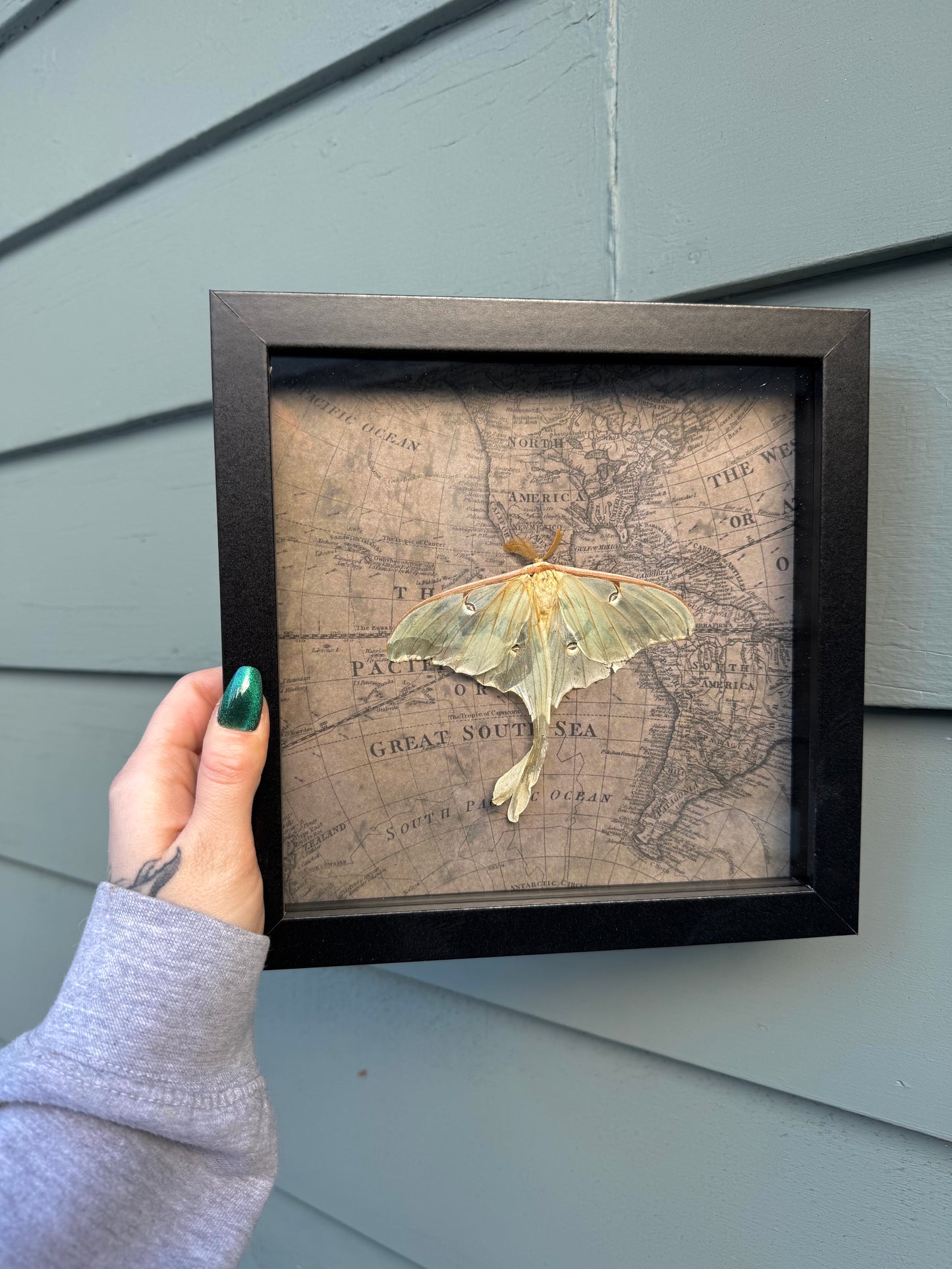 Luna moth shadow box