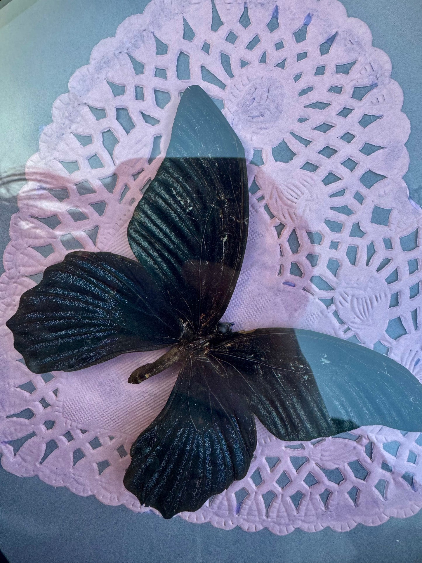 Butterfly heart shadow box