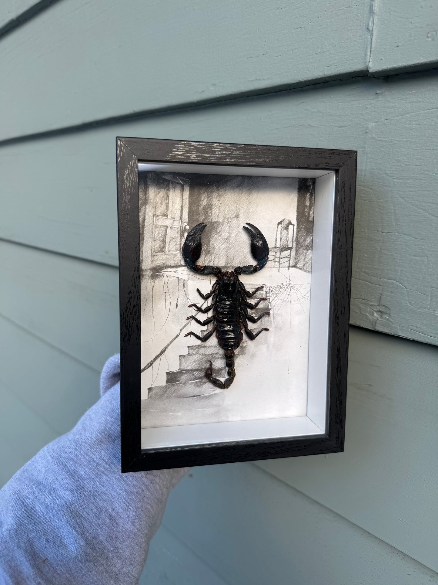 Scorpion shadow box