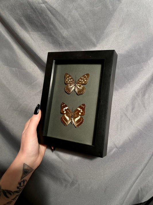 Butterfly shadow box