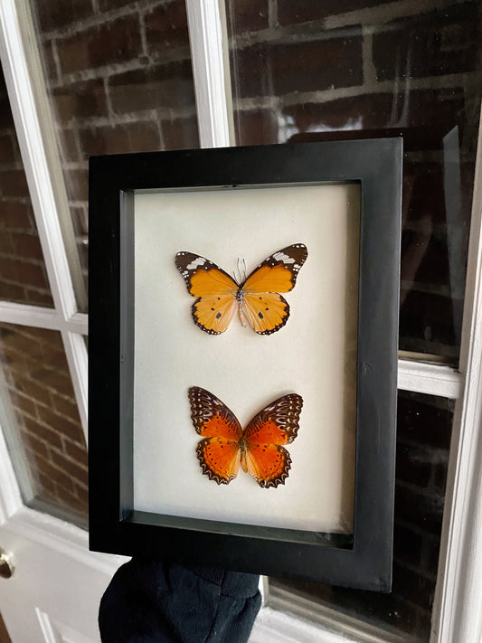 Butterfly shadow box