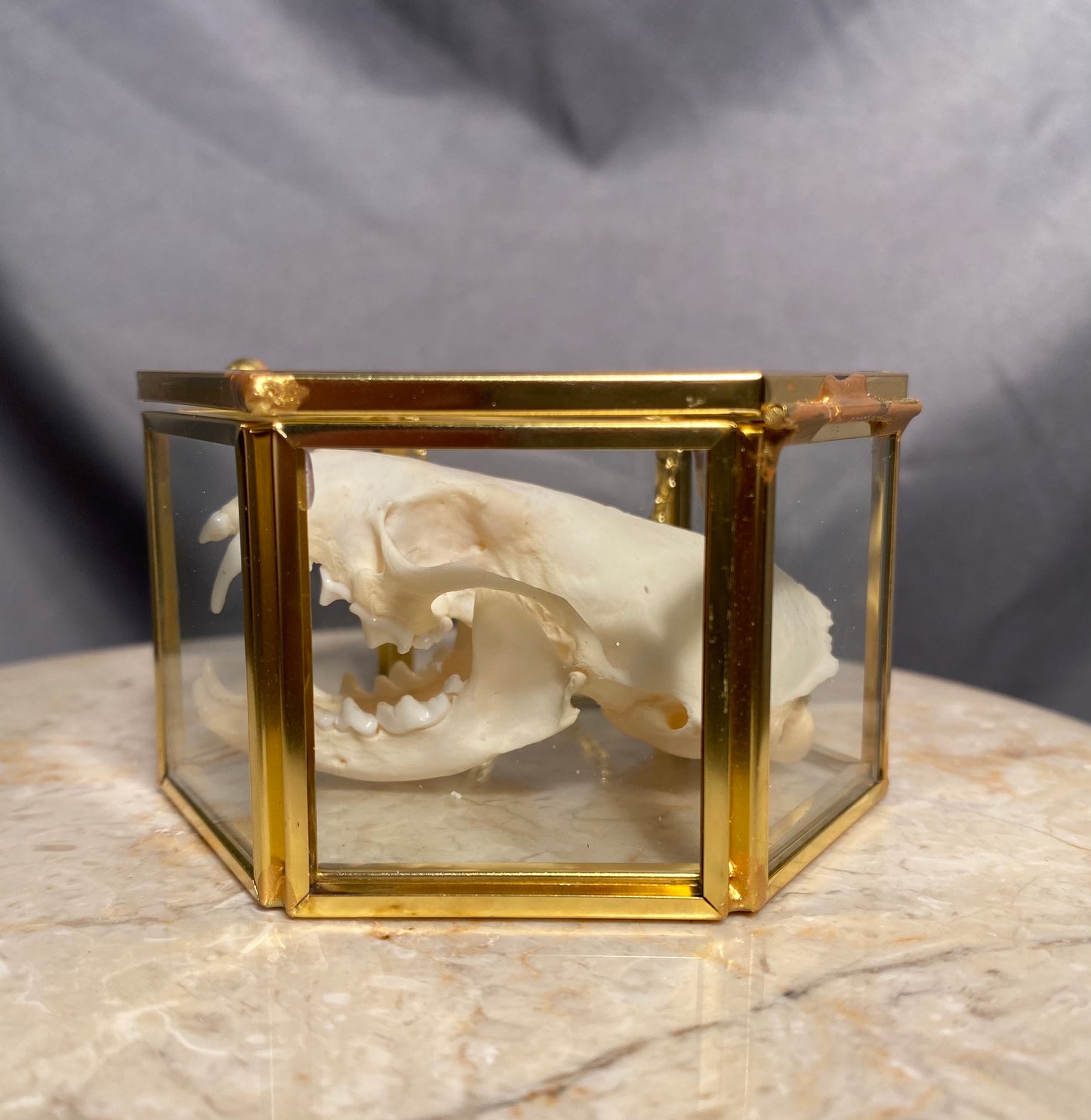 Mink skull glass box