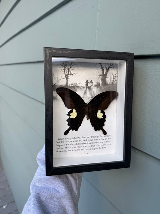 Shadow box butterfly