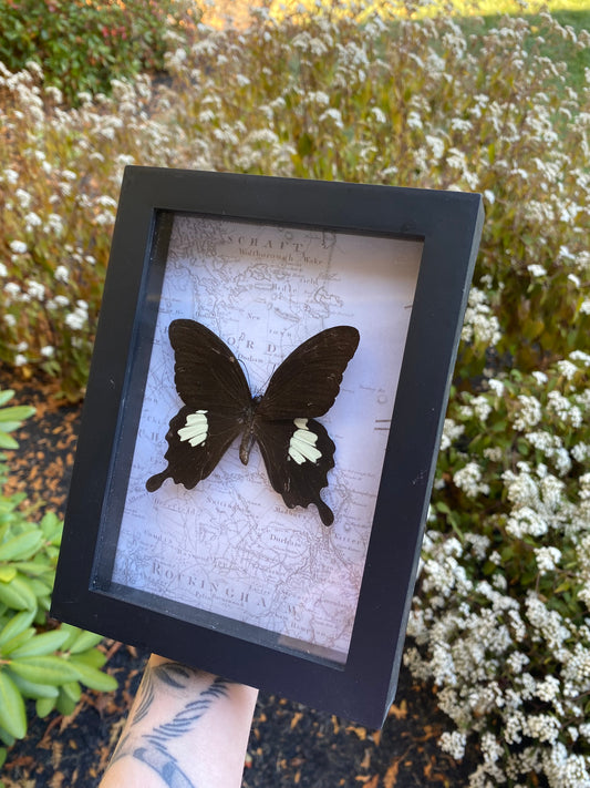 Butterfly frame