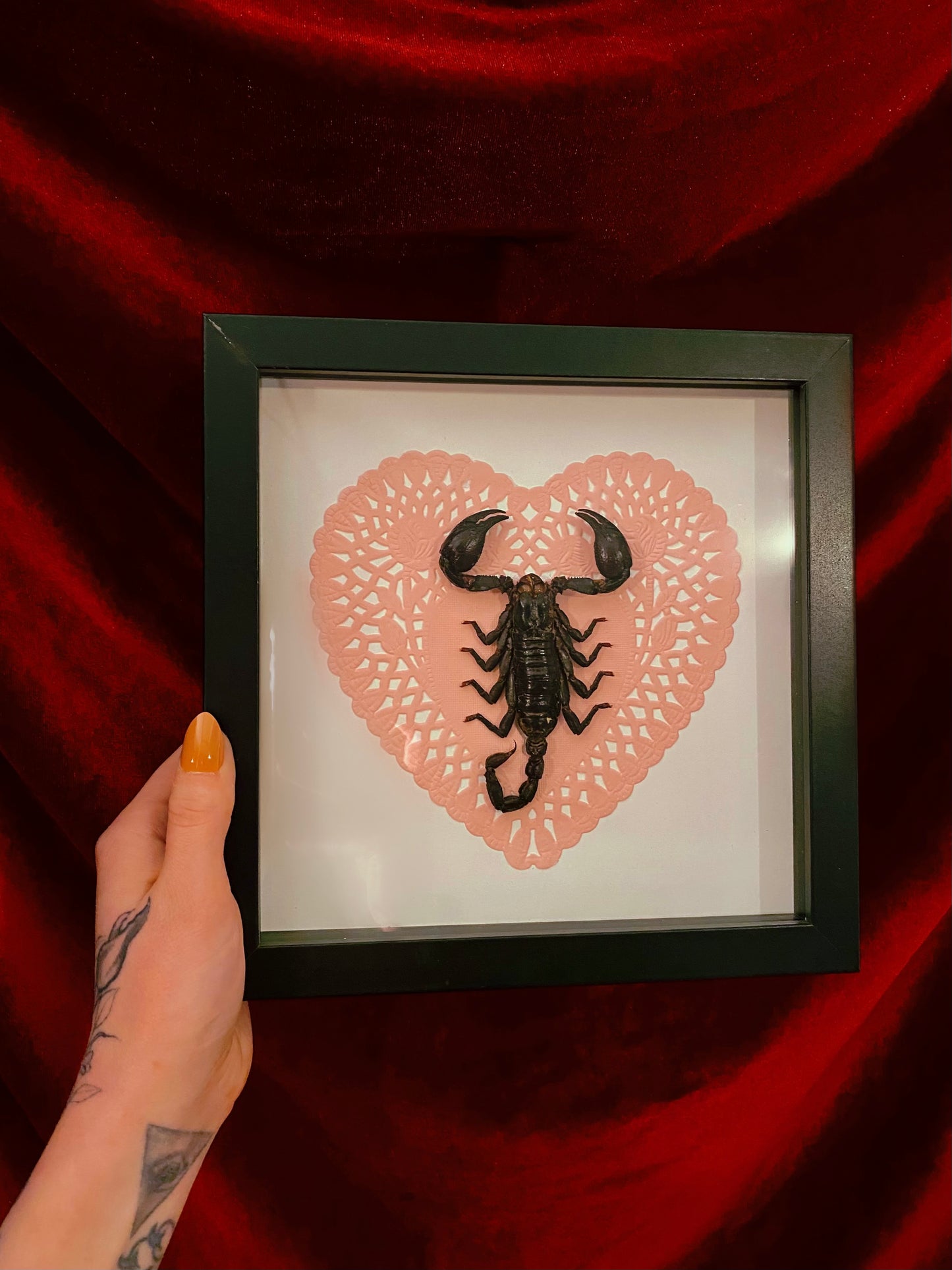 Scorpion valentine shadow box