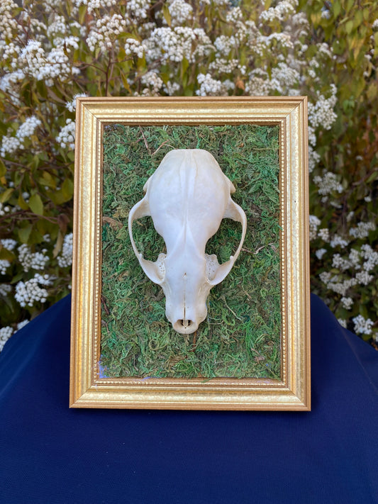 Raccoon skull frame