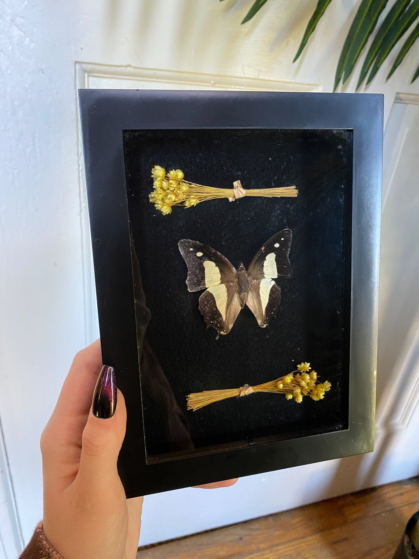 Butterfly shadow box