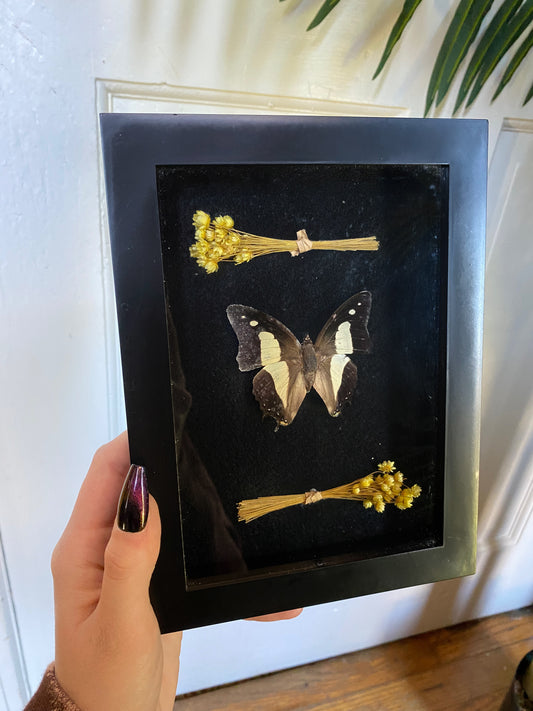 Butterfly shadow box