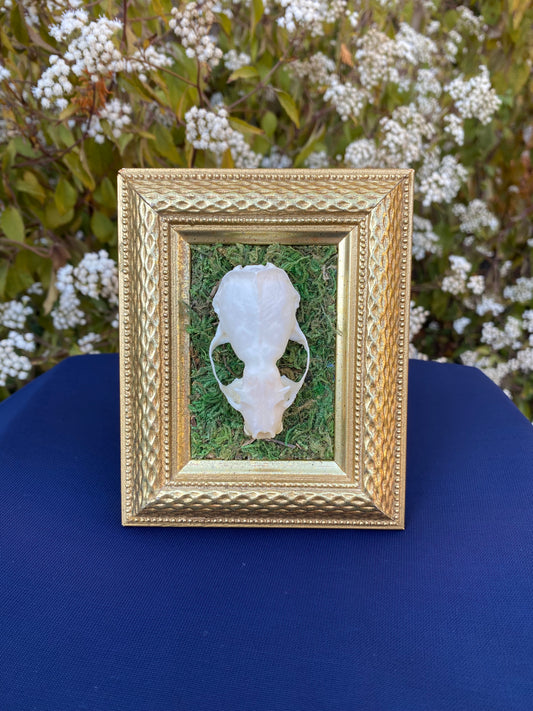 Mink skull frame