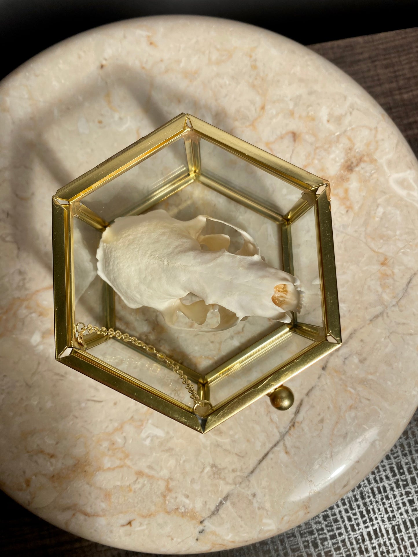 Mink skull glass box