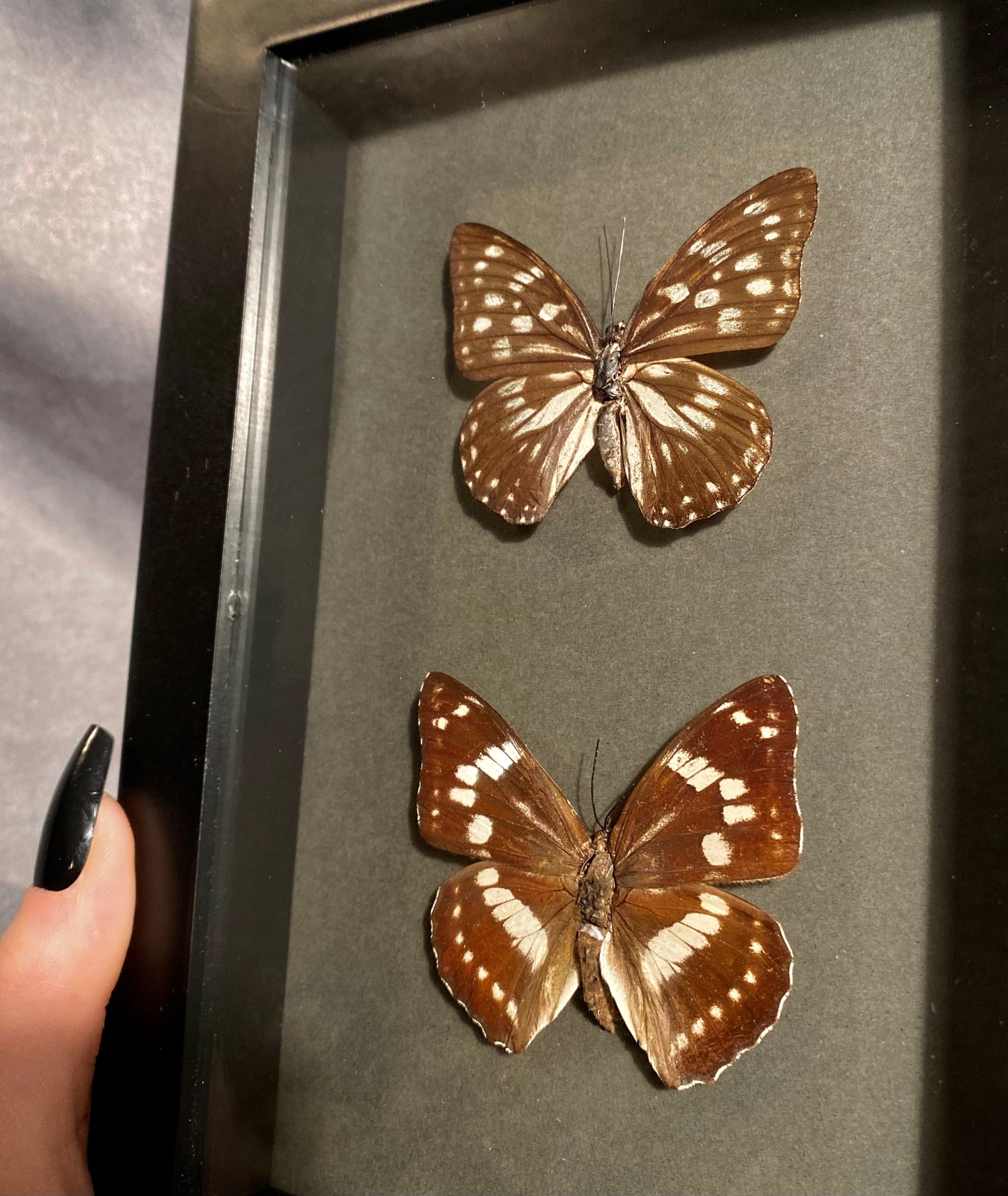 Butterfly shadow box