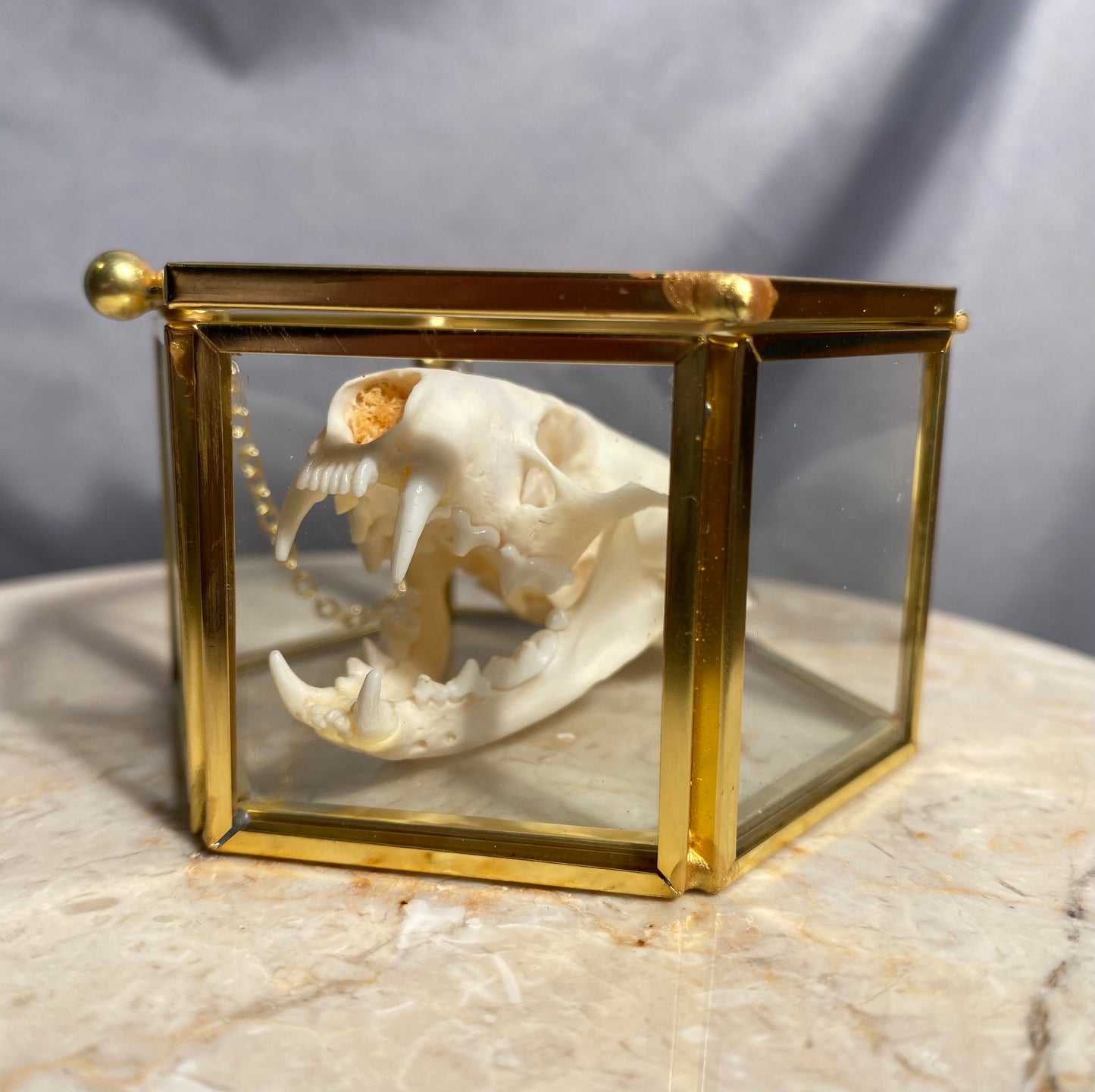 Mink skull glass box