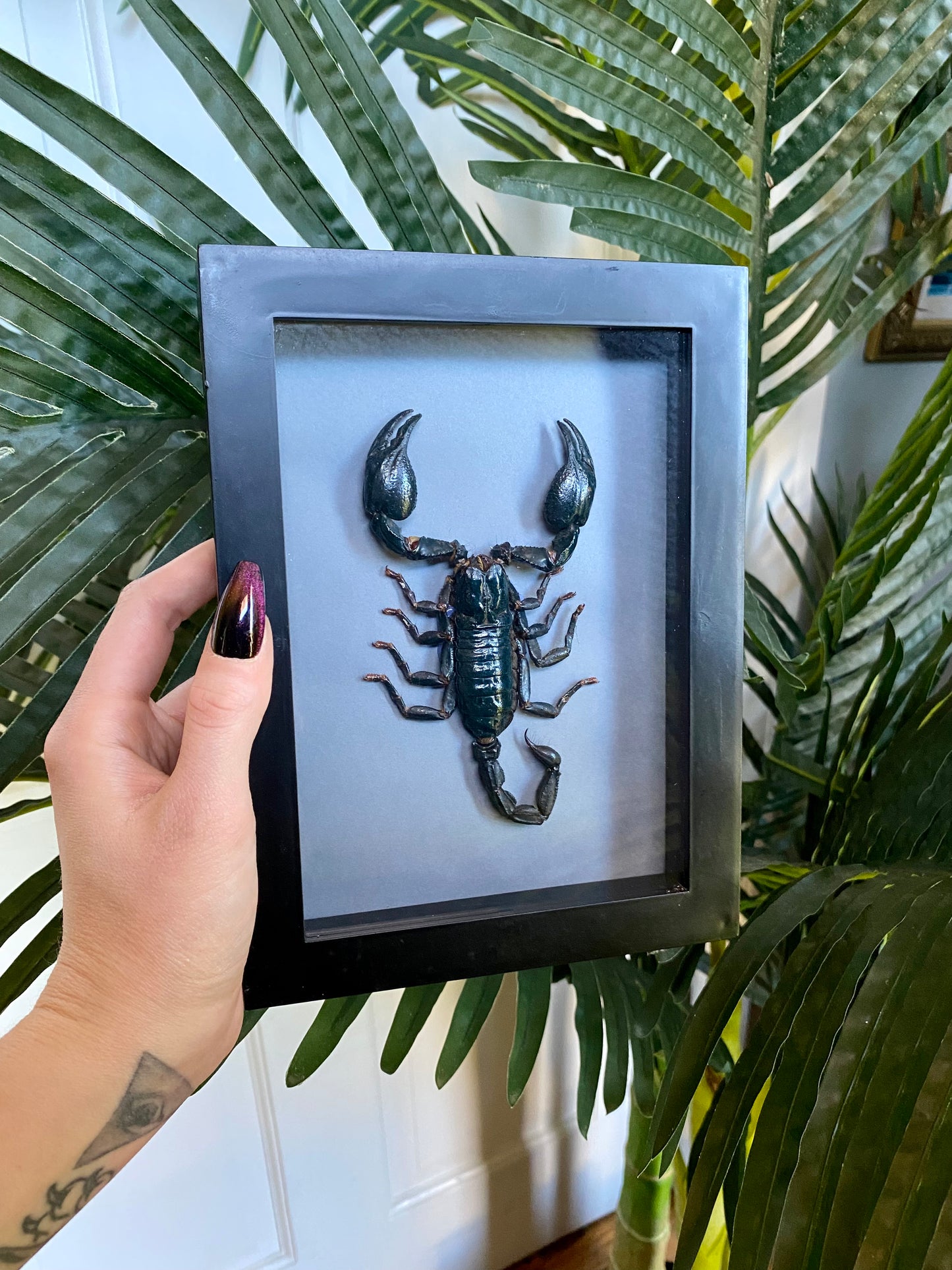 Scorpion shadow box