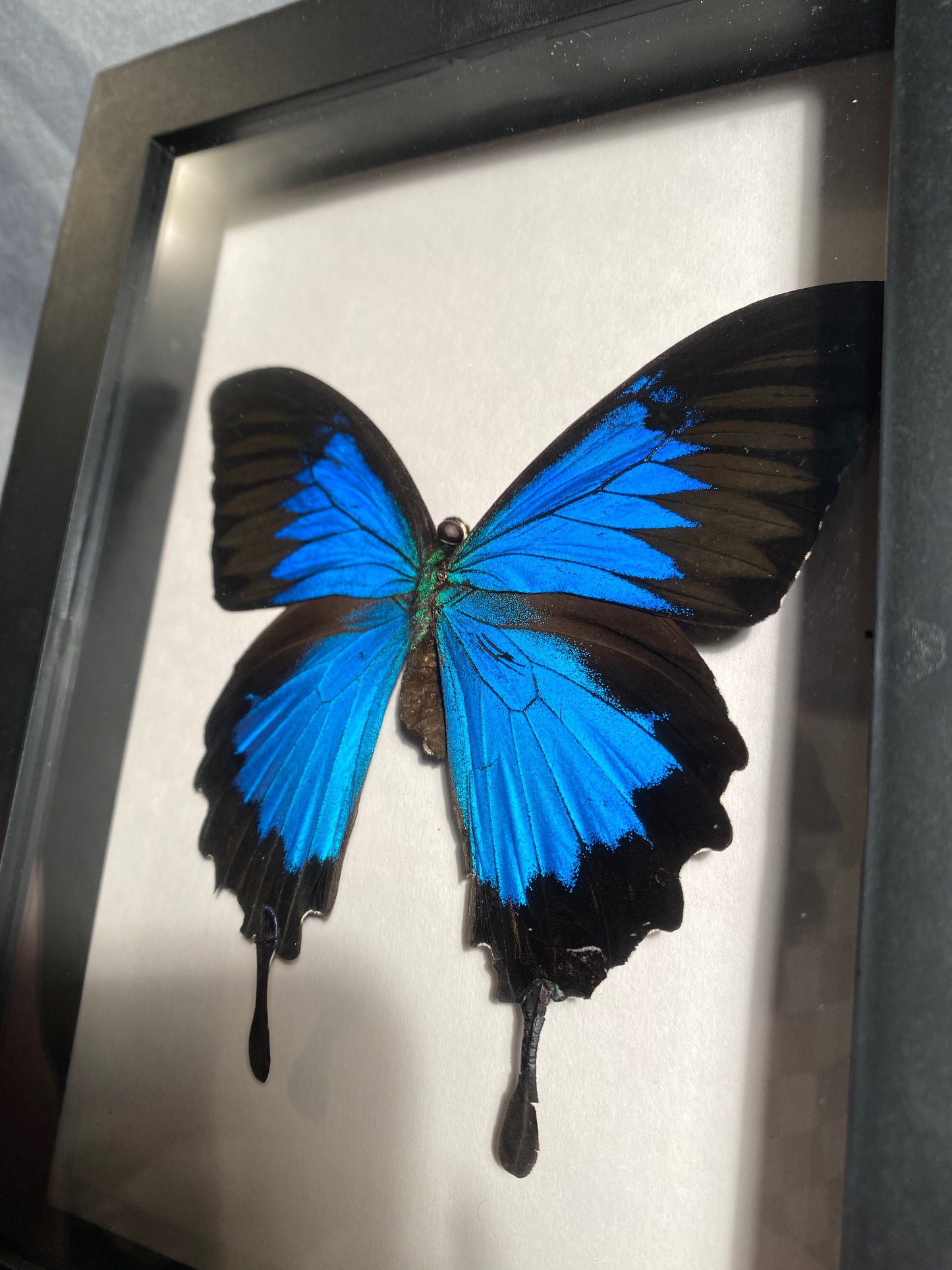 Butterfly shadow box