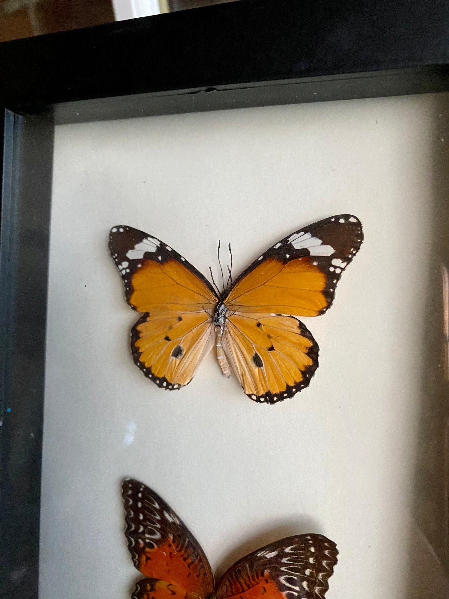 Butterfly shadow box