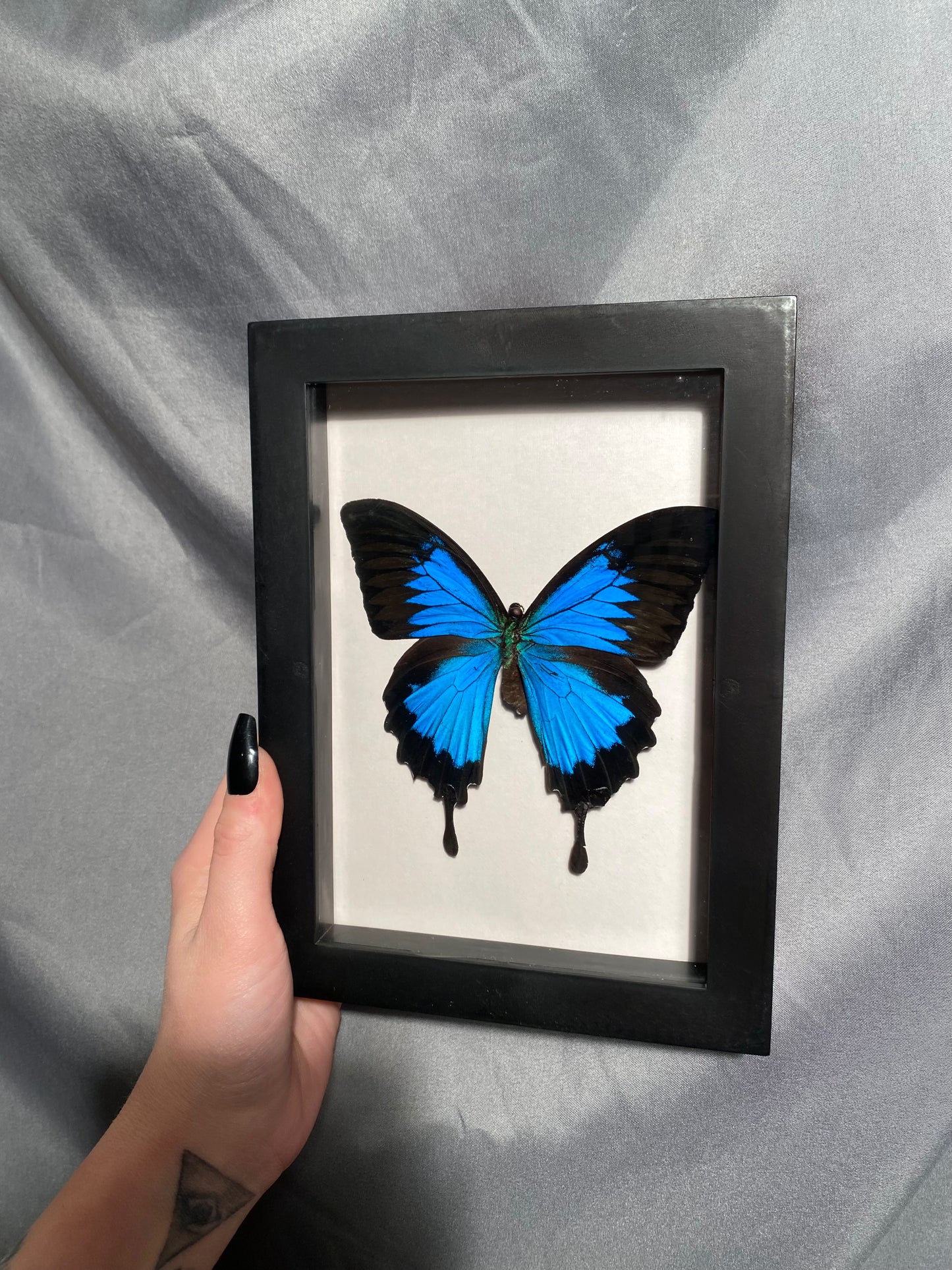 Butterfly shadow box