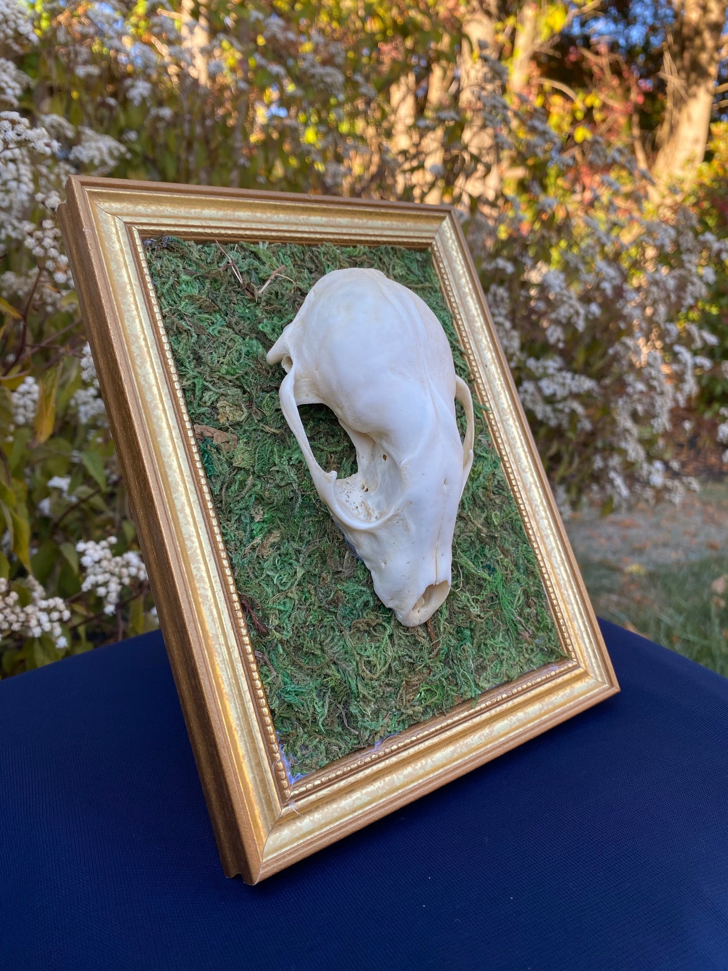 Raccoon skull frame